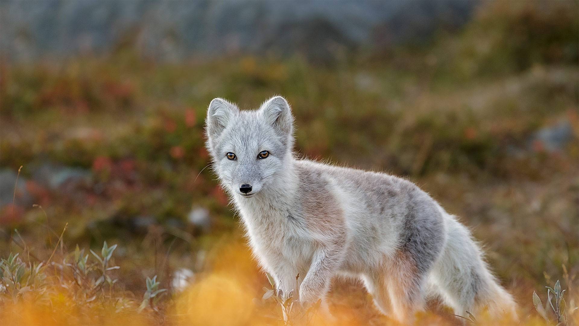 FoxDovrefjell_ZH-CN9554491452_1920x1080.jpg